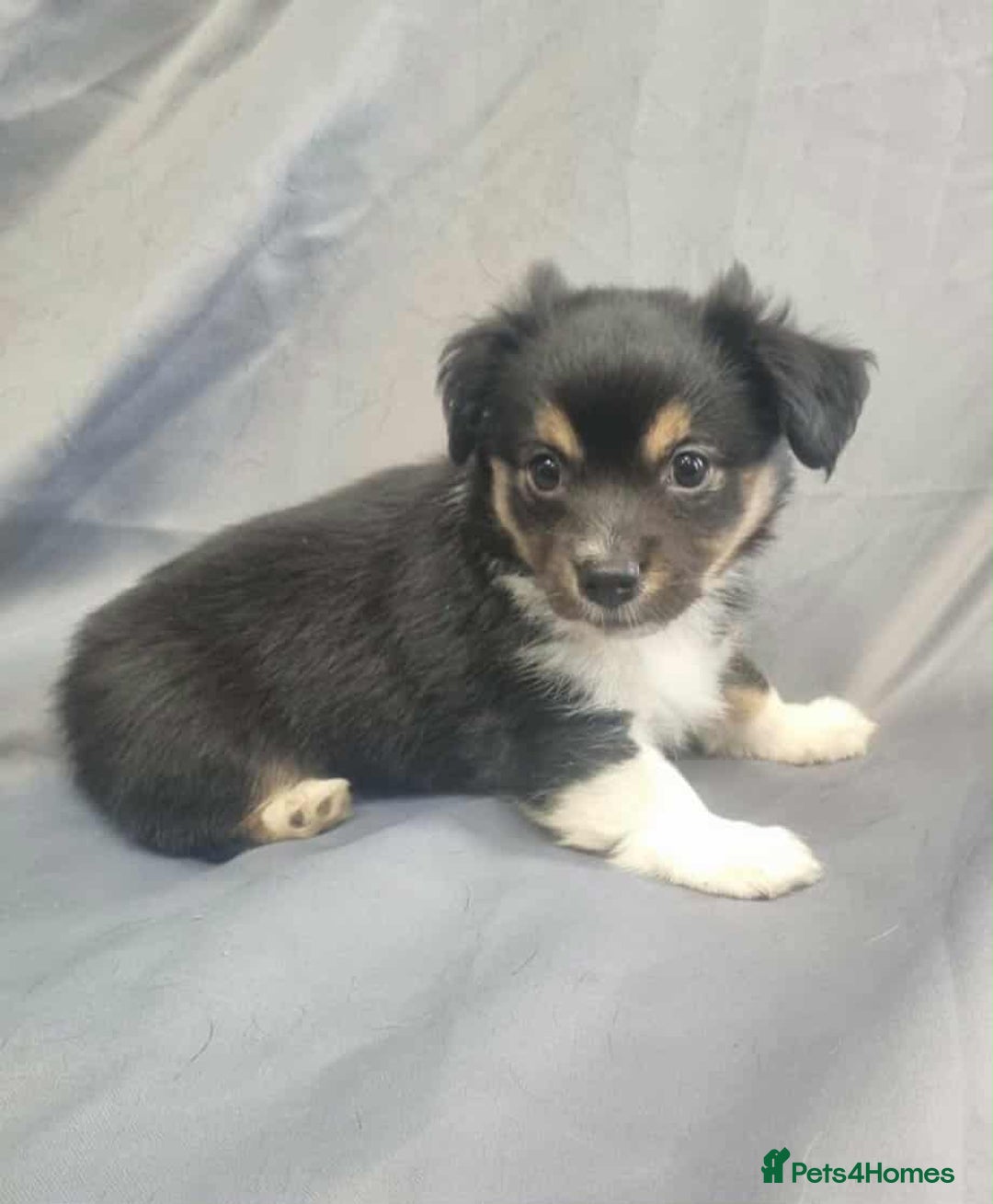 Jack Russell dogs for sale: Boy jack russell pups for sale - Image 9