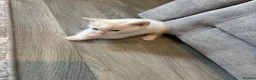 Mixed Breed cats for sale: Male kittens  - Advert 7