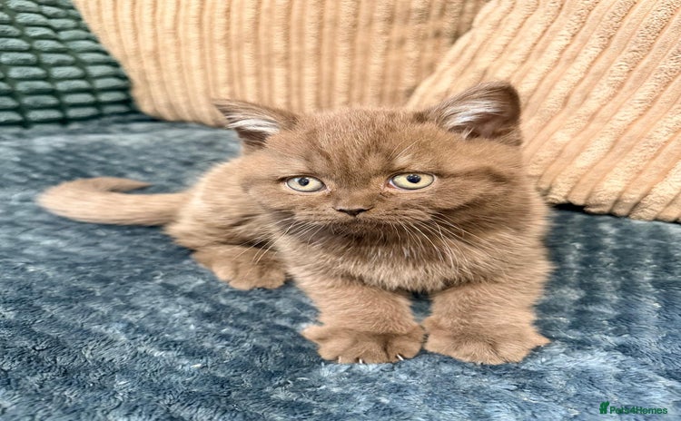 British Shorthair cats 🧸BOY FULL GCCF BSH KITTEN🧸 - Advert 1