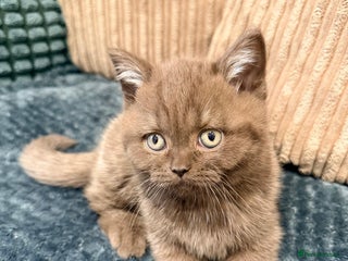 British Shorthair cats 🧸BOY FULL GCCF BSH KITTEN🧸 - Advert 12