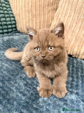 British Shorthair cats 🧸BOY FULL GCCF BSH KITTEN🧸 - Advert 5