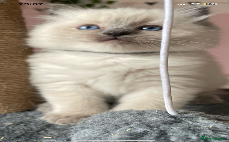 Ragdoll cats in Merthyr Tydfil - Advert 5