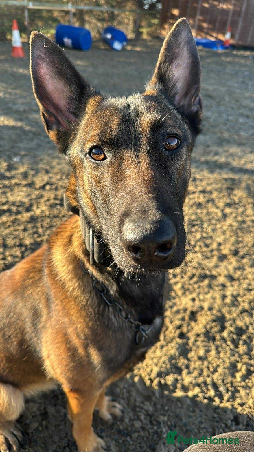 Belgian Shepherd Dog dogs Confident Belgian Malinois puppies for sale - Advert 1