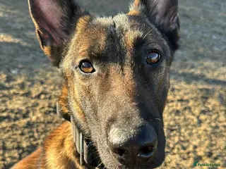 Belgian Shepherd Dog dogs Confident Belgian Malinois puppies for sale - Advert 1