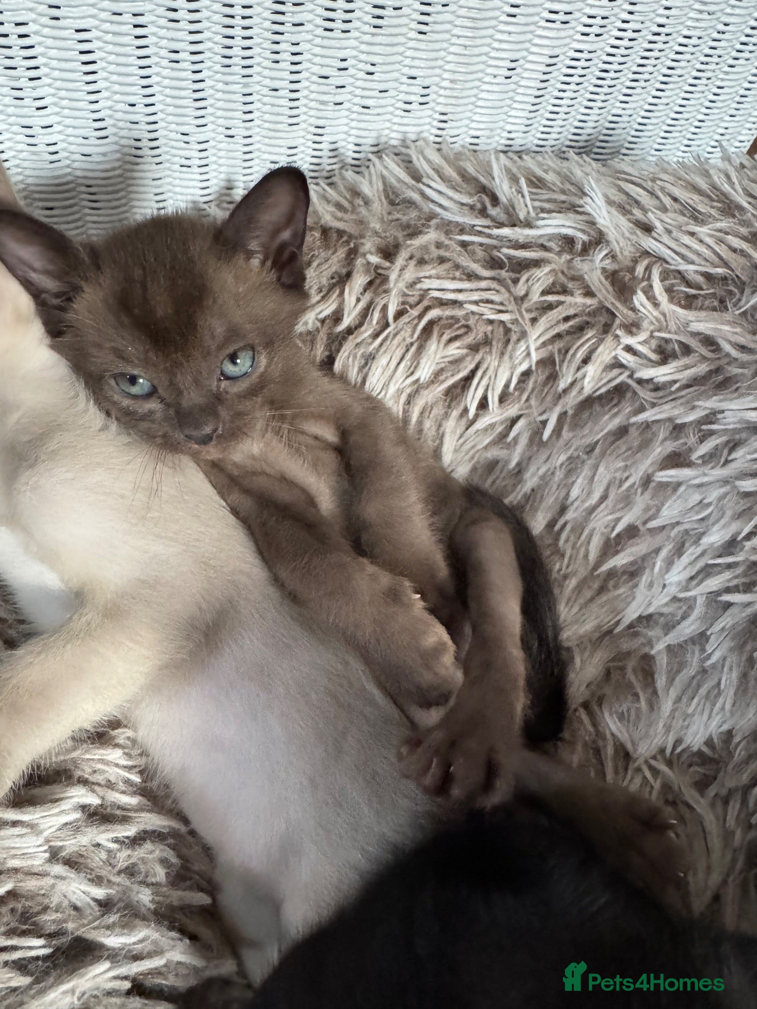 Burmese cats Gorgeous brown boy left - Advert 8