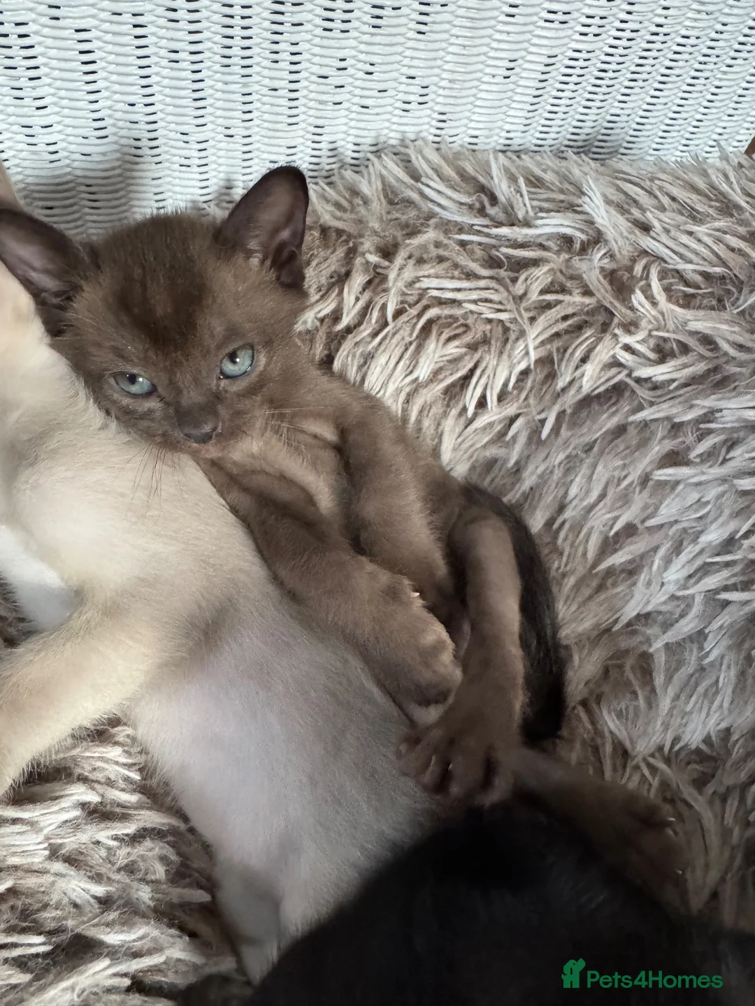 Burmese cats for sale: Gorgeous brown boy left - Advert 1