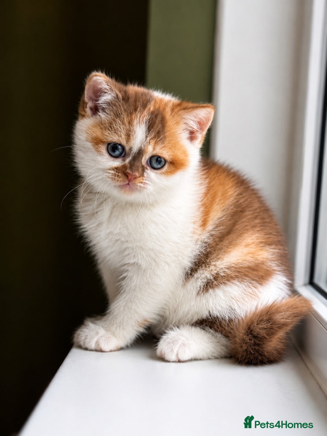 British Shorthair cats One BSH & One BLH Kittens  - Advert 18