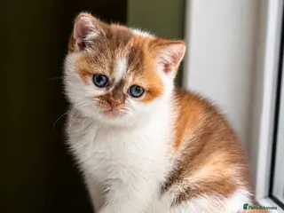 British Shorthair cats One BSH & One BLH Kittens - Advert 1
