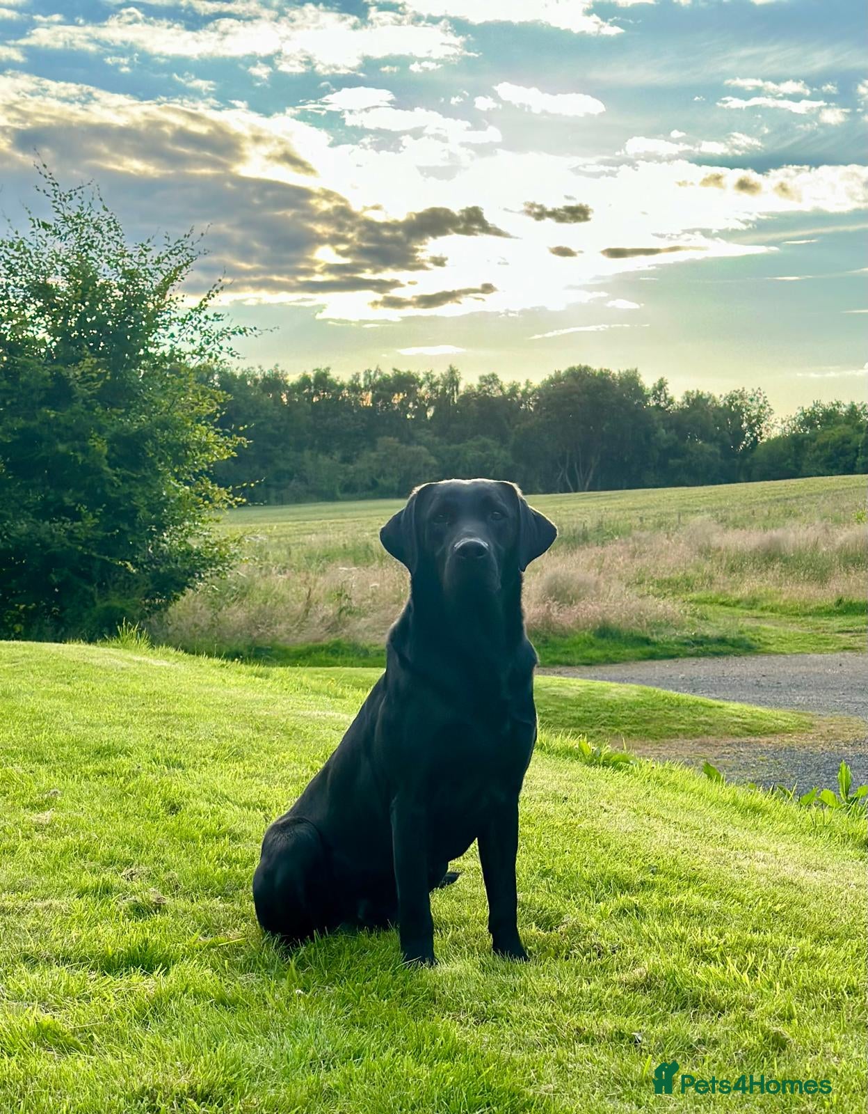Labrador Retriever dogs for sale: KC Registered Black Labrador puppy-6 female 2 male - Advert 2