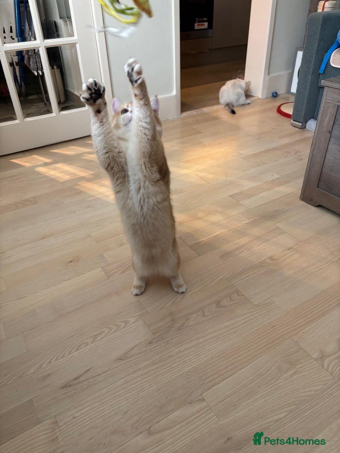 British Shorthair cats for sale:  Golden British Shorthair kittens  in London - Image 10