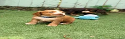 Cocker Spaniel dogs for sale: Gorgeous Cocker Puppies READY NOW - Advert 18