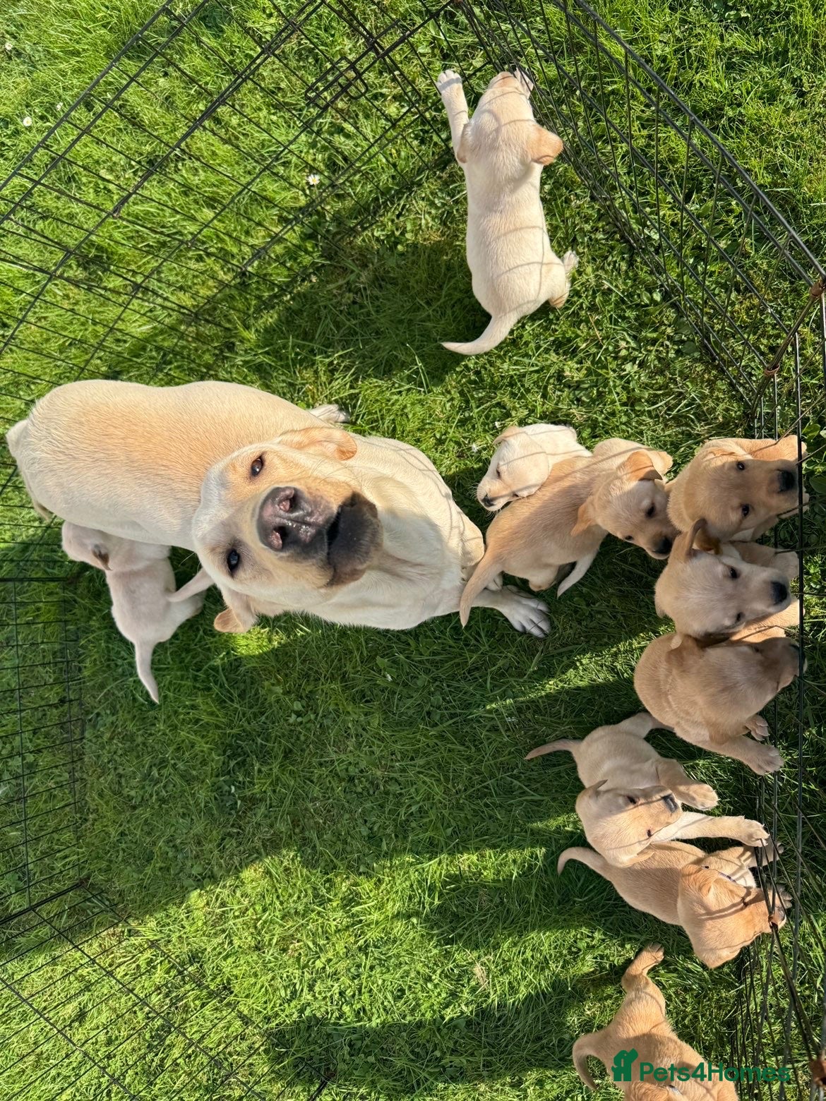Labrador Retriever dogs Labradors for sale  - Advert 2