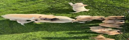 Labrador Retriever dogs for sale: Labradors for sale  in Newtonmore - Advert 1