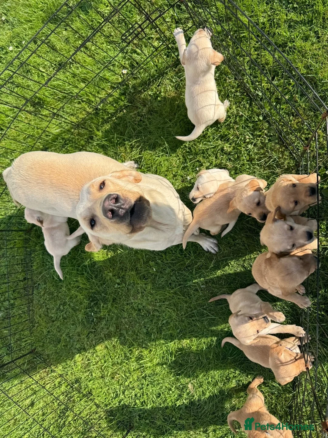 Labrador Retriever dogs for sale: Labradors for sale  in Newtonmore - Advert 1