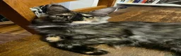 Maine Coon cats for sale: 🐾 Stunning GCCF registered Maine Coon kittens 💕 - Advert 11