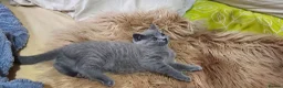 British Shorthair cats for sale: 4 lovely British shorthair kittens - Advert 10