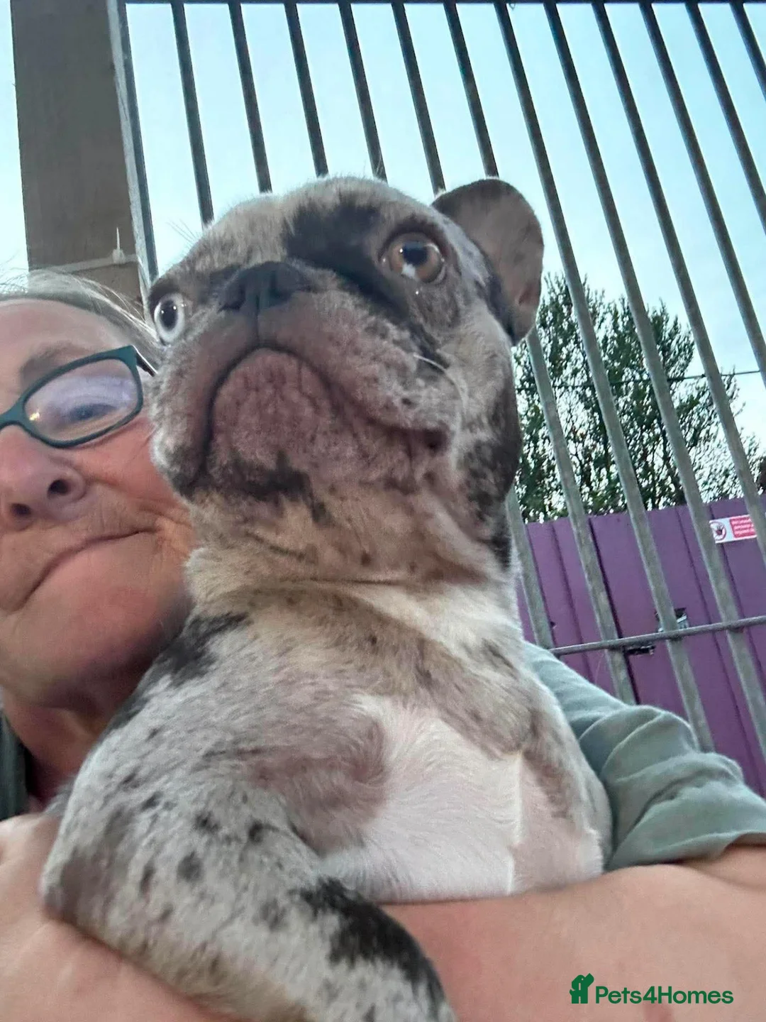 French Bulldog dogs for adoption: Lilo - In Ayr Looking for a home  - Advert 2