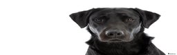 Labrador Retriever dogs for stud: Working Black Labrador Stud - Advert 1