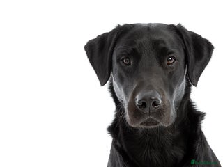 Labrador Retriever dogs Working Black Labrador Stud - Advert 5