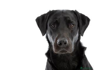 Labrador Retriever dogs Working Black Labrador Stud - Advert 15