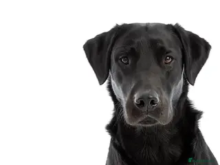 Labrador Retriever dogs Working Black Labrador Stud - Advert 24