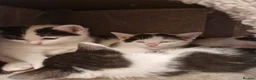 Mixed Breed cats for sale: Playful kittens looking for their furrever homes - Advert 12
