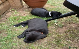 Mixed Breed dogs for sale: river - Image 1