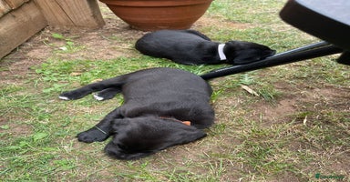 Mixed Breed dogs - Advert 2