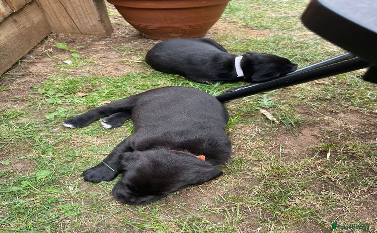 Mixed Breed dogs - Advert 16