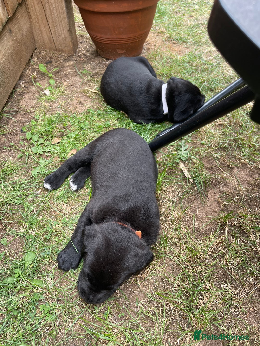 Mixed Breed dogs for sale: river - Image 1