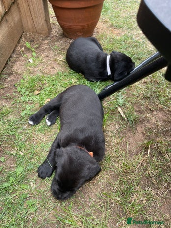 Mixed Breed dogs - Advert 14