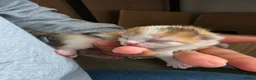 Mixed Breed cats for sale: Kittens - Advert 6