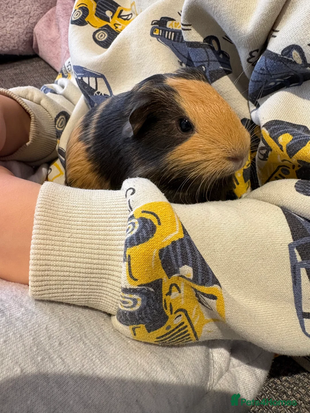 Guinea Pig rodents for sale: Baby guinea pigs for sale  - Advert 4