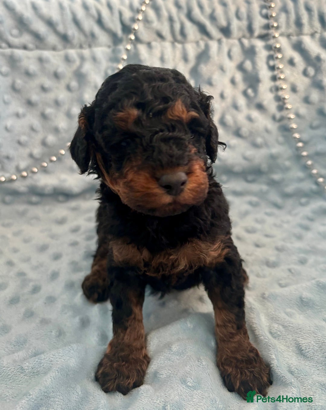 Toy Poodle dogs for sale: KC registered toy poodles - Advert 9