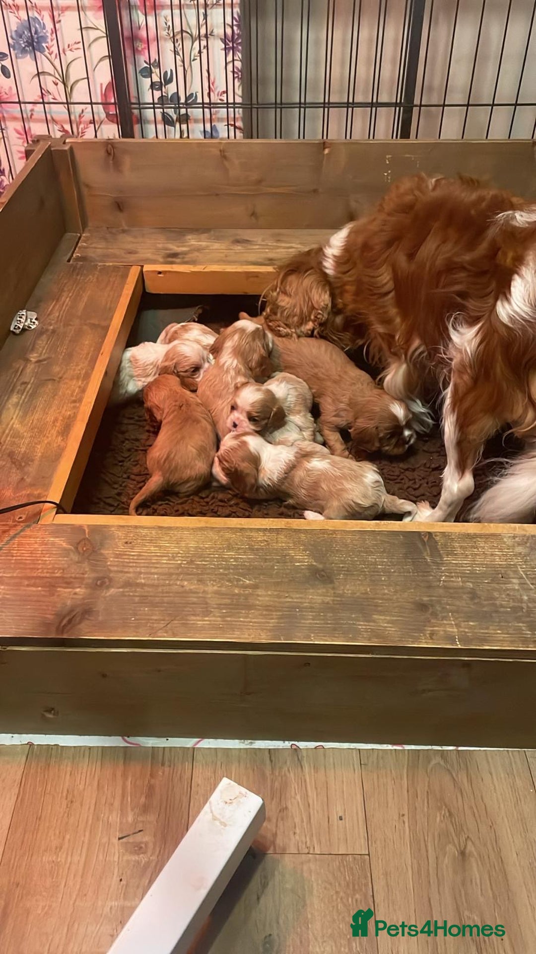 Cavalier King Charles Spaniel dogs for sale: Specialist Health Tested Cavalier King Charles  - Advert 4