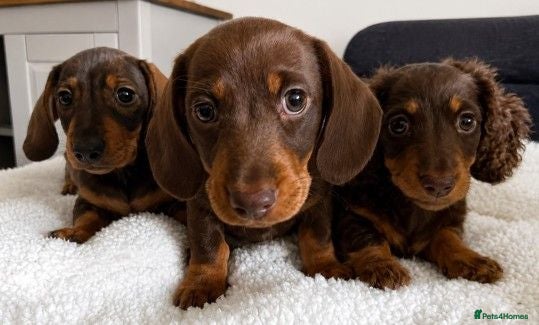 Miniature Dachshund dogs KC Miniature Dachshunds ready for forever homes - Advert 1