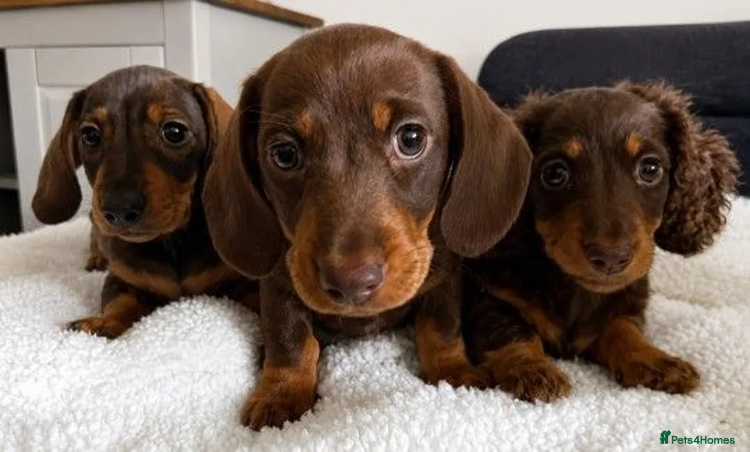 Miniature Dachshund dogs for sale: KC Miniature Dachshunds ready for forever homes - Advert 1