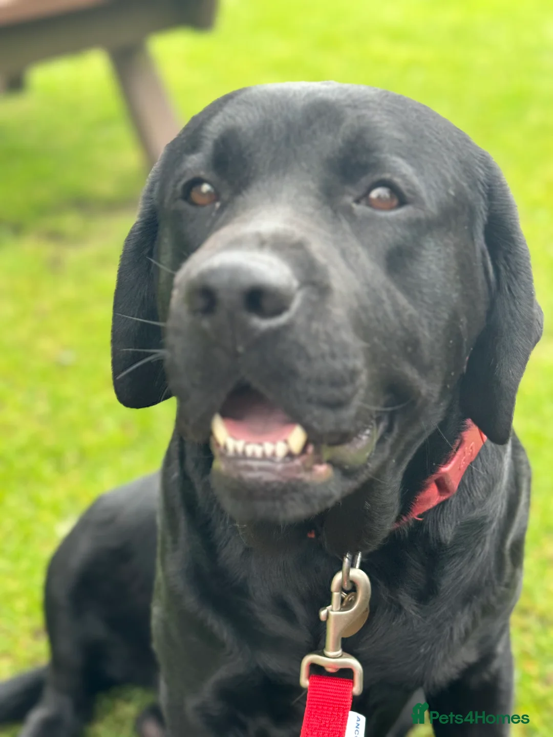 Labrador Retriever dogs for stud: Labrador, proven, health tested, show bred  - Advert 7