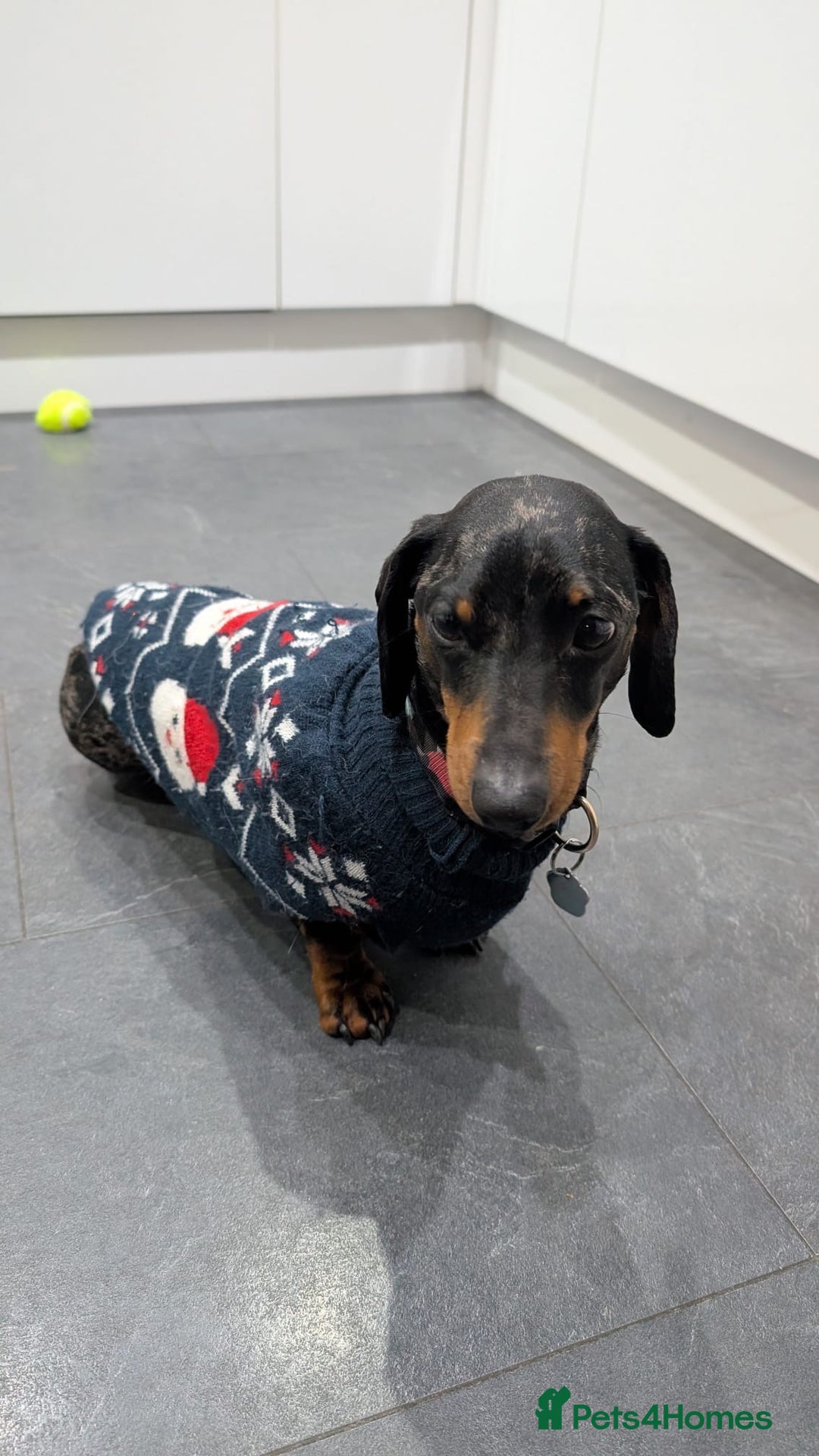 Dachshund dogs for sale: re-homing Miniature smooth-harlequin male Dashund - Advert 6