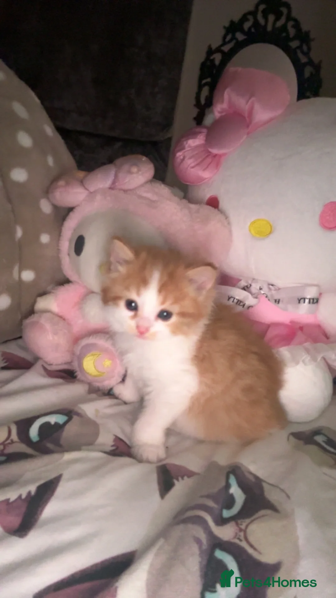 British Shorthair cats for sale: British longhair mini! - Advert 2
