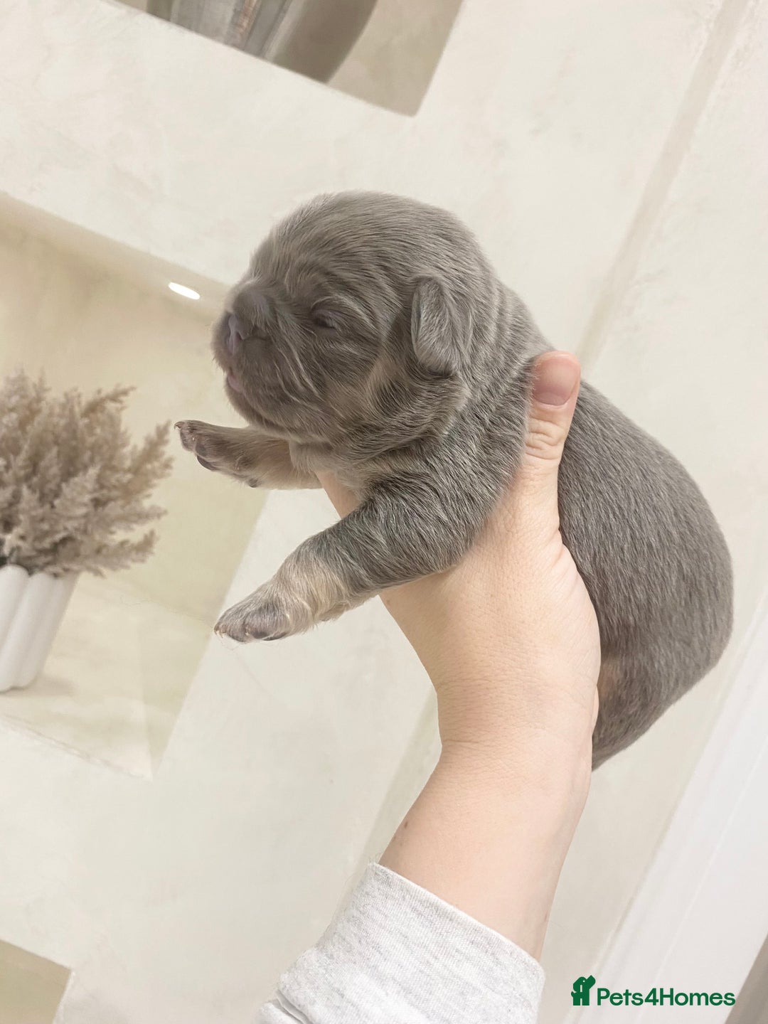French Bulldog dogs for sale: TINY TEDDY BEAR FRENCH BULLDOG PUPS  - Advert 2