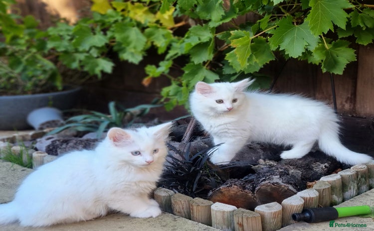Mixed Breed cats - Advert 6