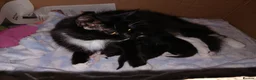 Mixed Breed cats for sale: All black male kitten - Advert 4