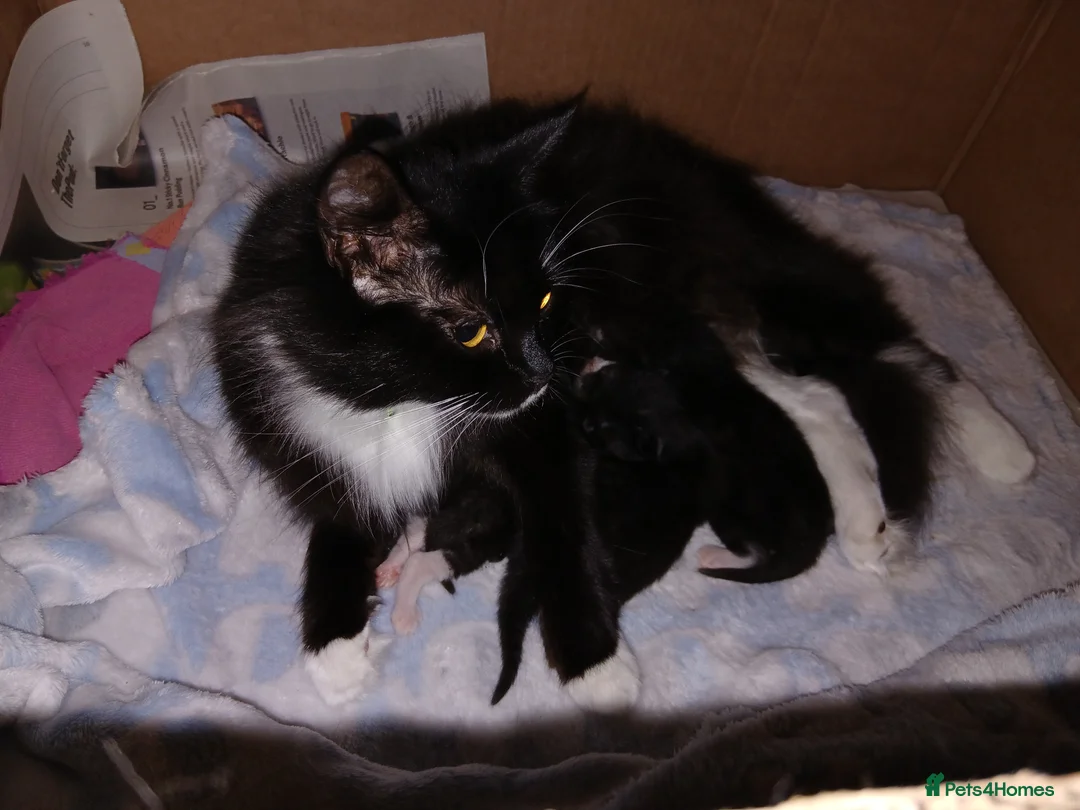 Mixed Breed cats for sale: All black male kitten - Advert 4