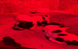 Cocker Spaniel dogs for sale: Beautiful KC reg cocker spaniel puppies  - Advert 8