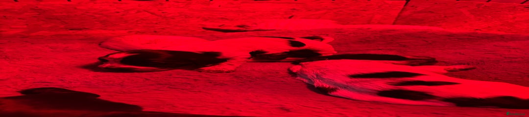 Cocker Spaniel Puppy 3