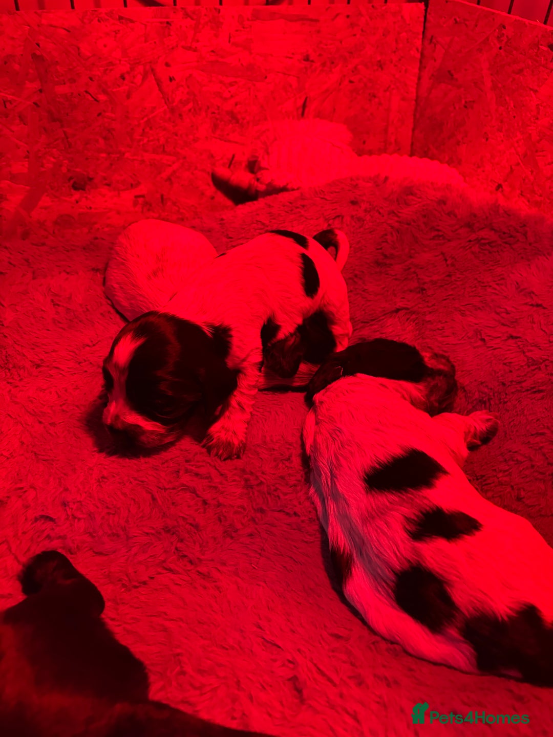 Cocker Spaniel dogs for sale: Beautiful KC reg cocker spaniel puppies  - Advert 8