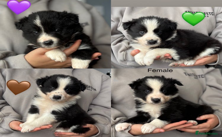 Border Collie dogs - Advert 2