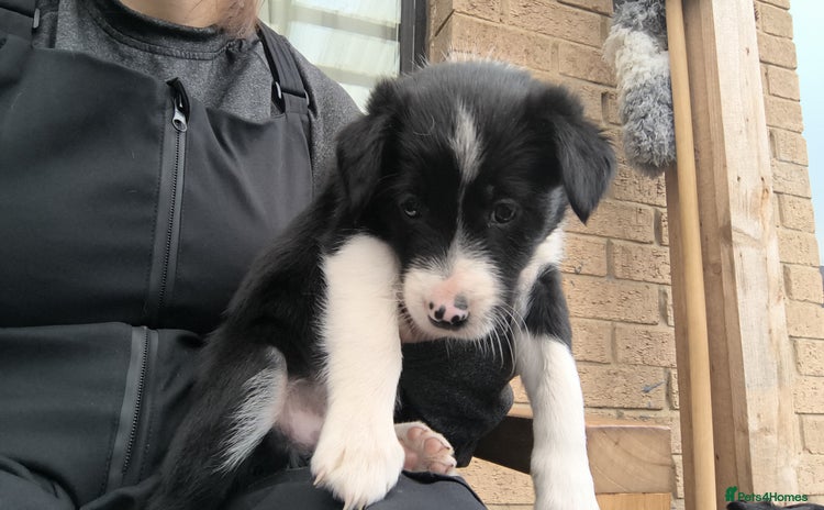 Border Collie dogs - Advert 1