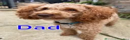 Labradoodle dogs for sale: Extensively DNA  ToY/mini labradoodle parents DNA  - Advert 9